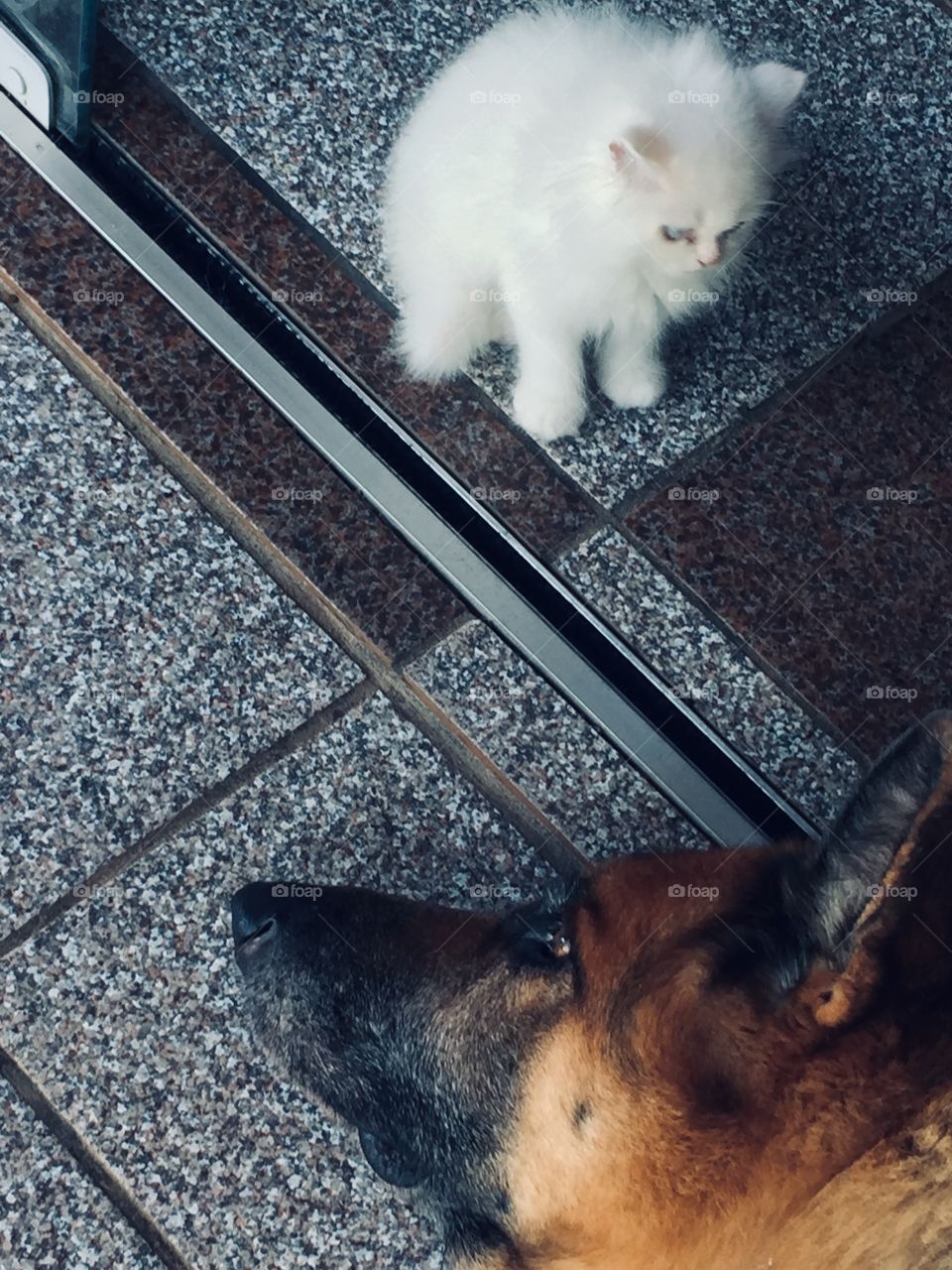 Amizade gato e cachorro