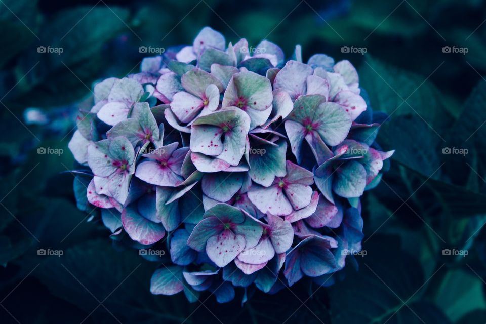 Blue Hydrangea 