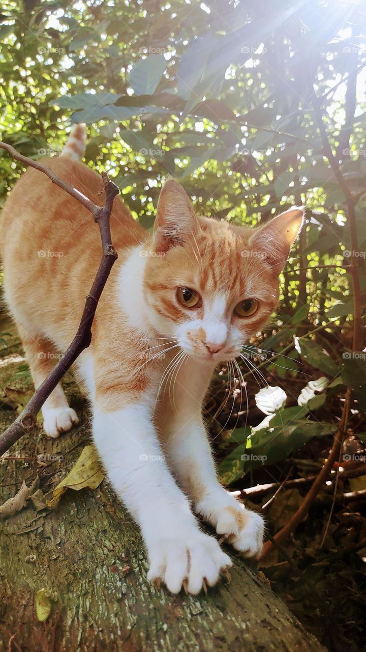 Lara afiando as unhas.