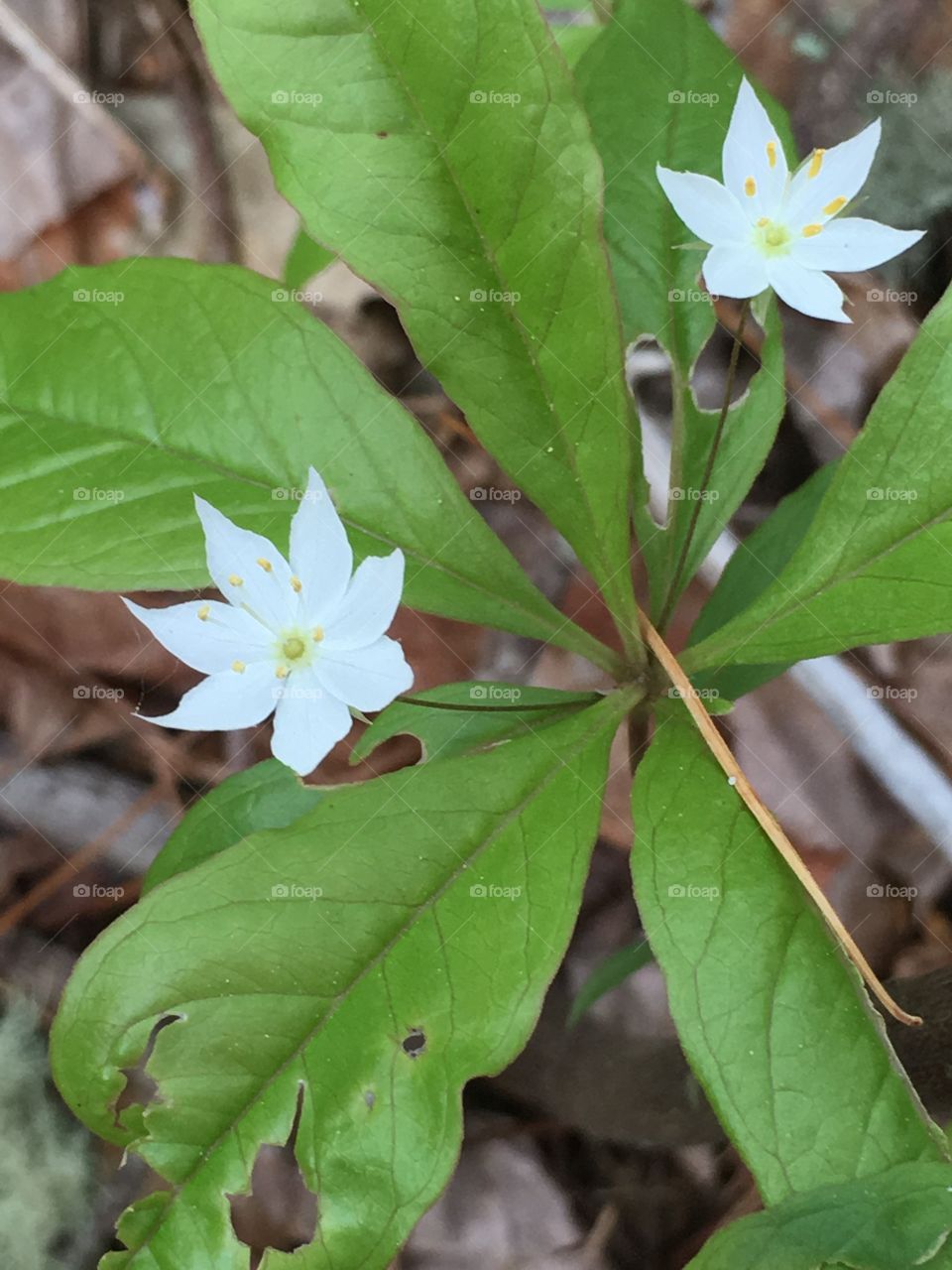 Little white flowers