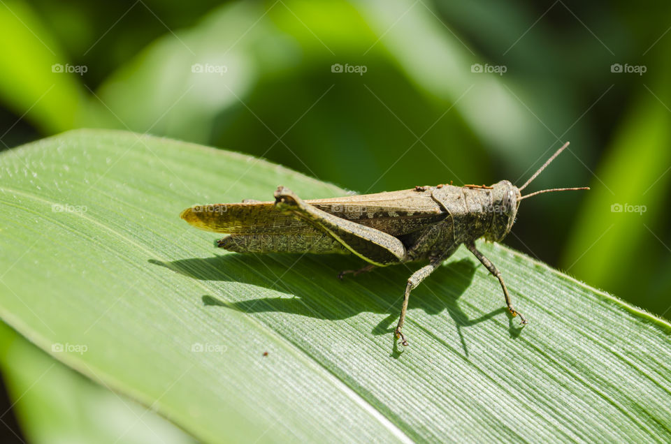 Grasshopper On Maize Leaf