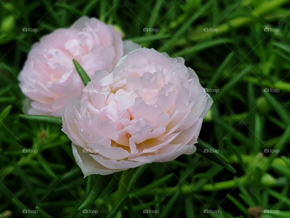 my beautiful Portulaca grandiflora