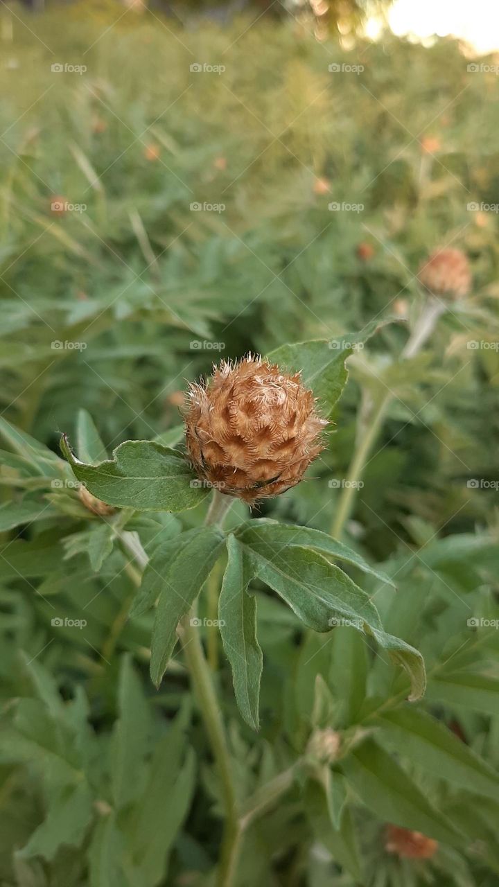 green flower bud