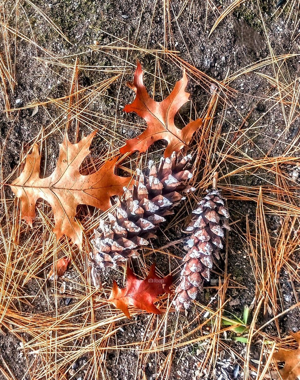 Pinecone Leaf Portrait