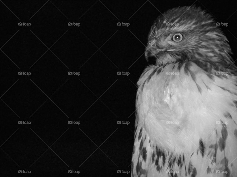 Black and white hawk, unusual pet photo, hawk photography, monochrome bird photos