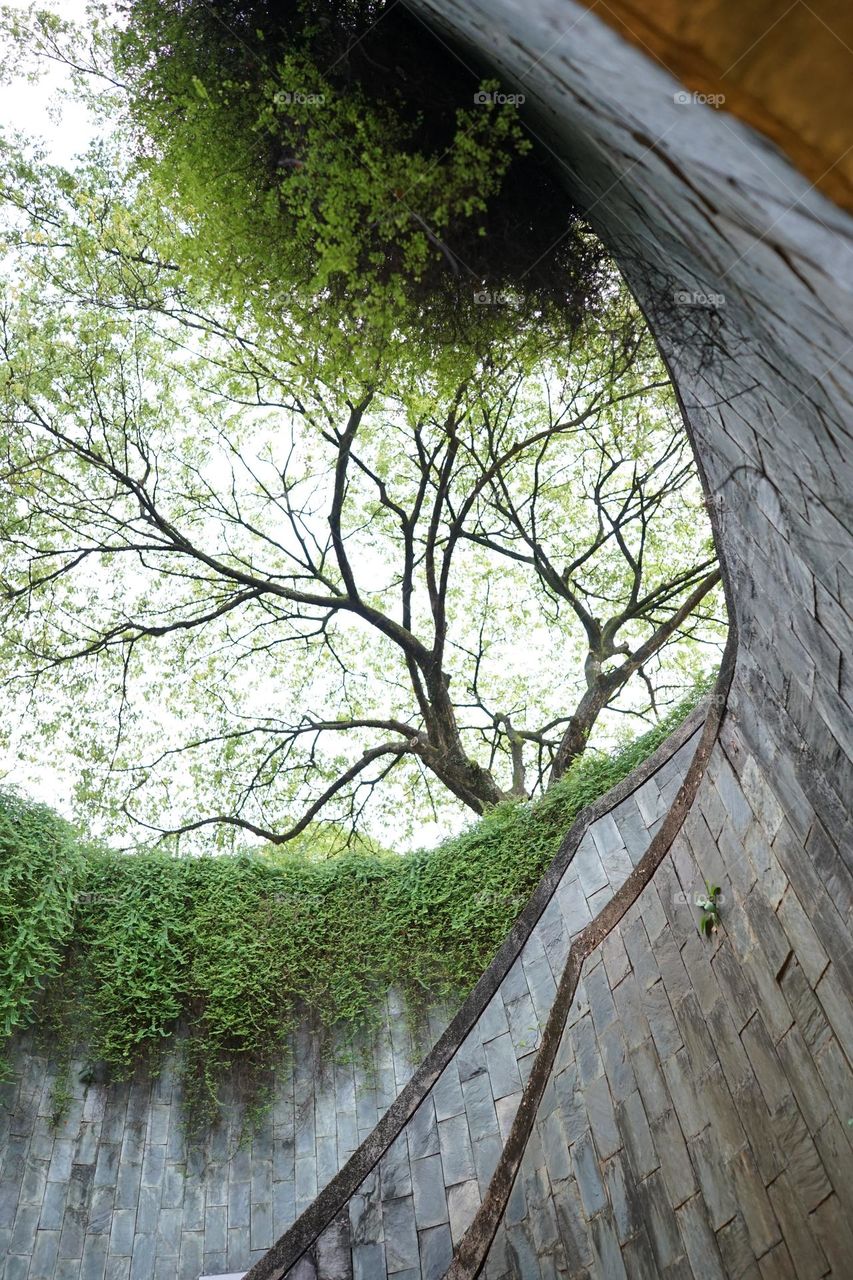 trees and plants from below 