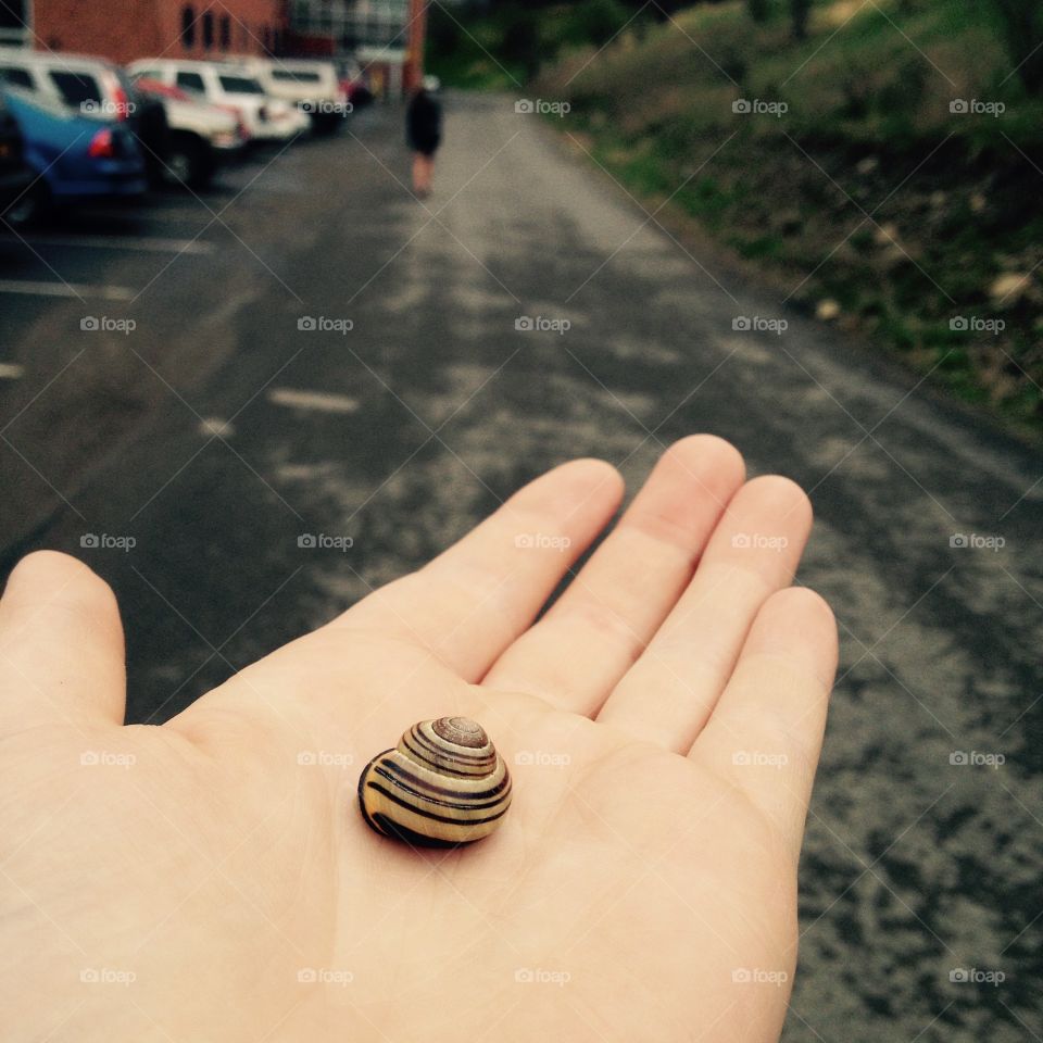 Snail on the road 