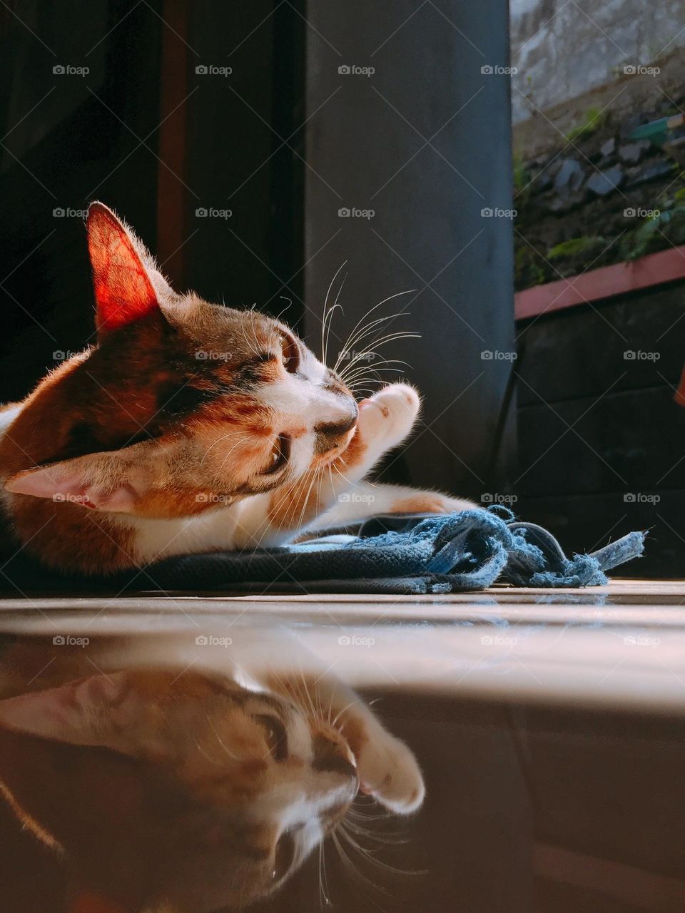 A cat cleaning her self