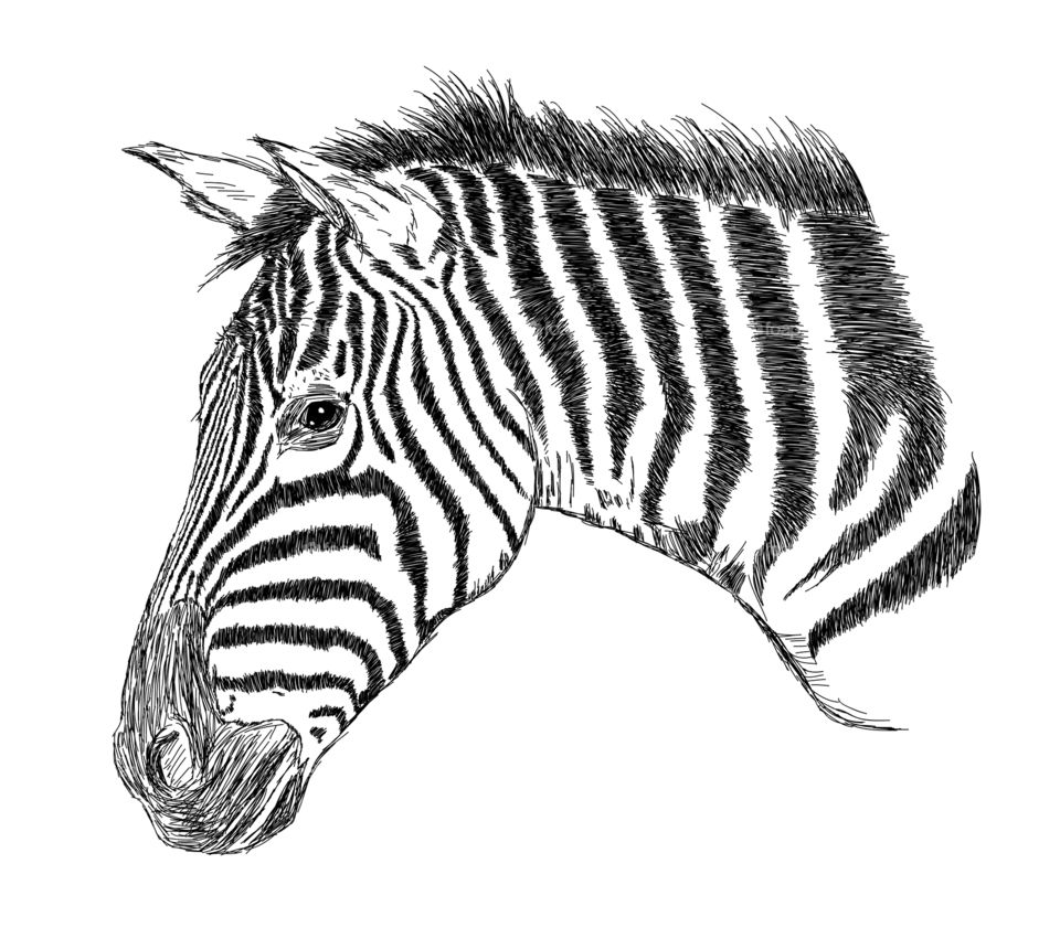 Zebra detailed creative illustration