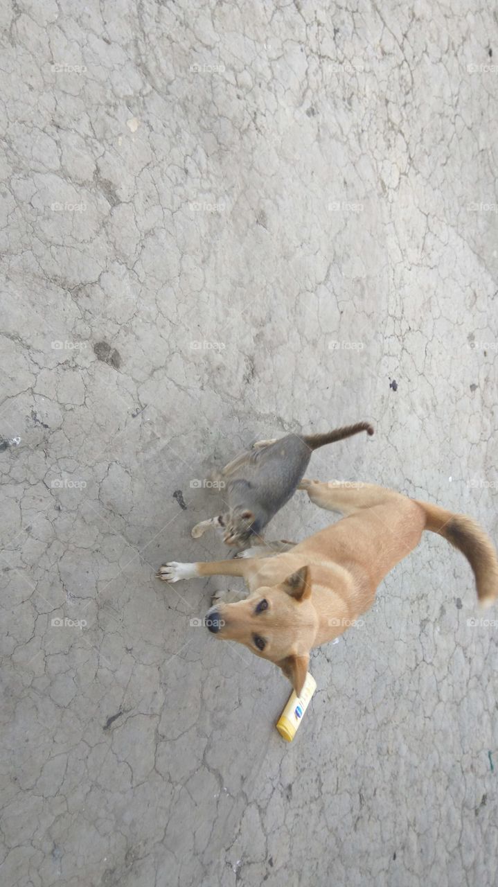 cat with dog
