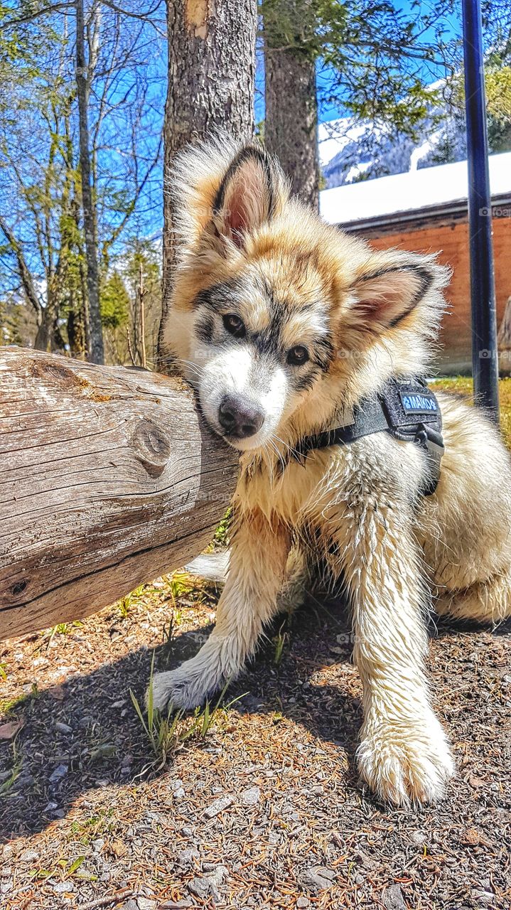 Alaskan Malamute puppy