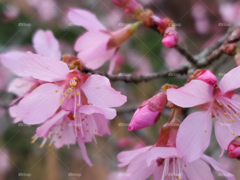 Spring pink