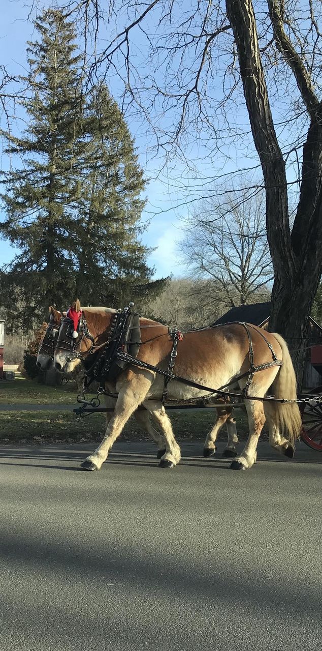 Horse and carriage
