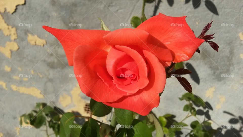 High angle view of red rose