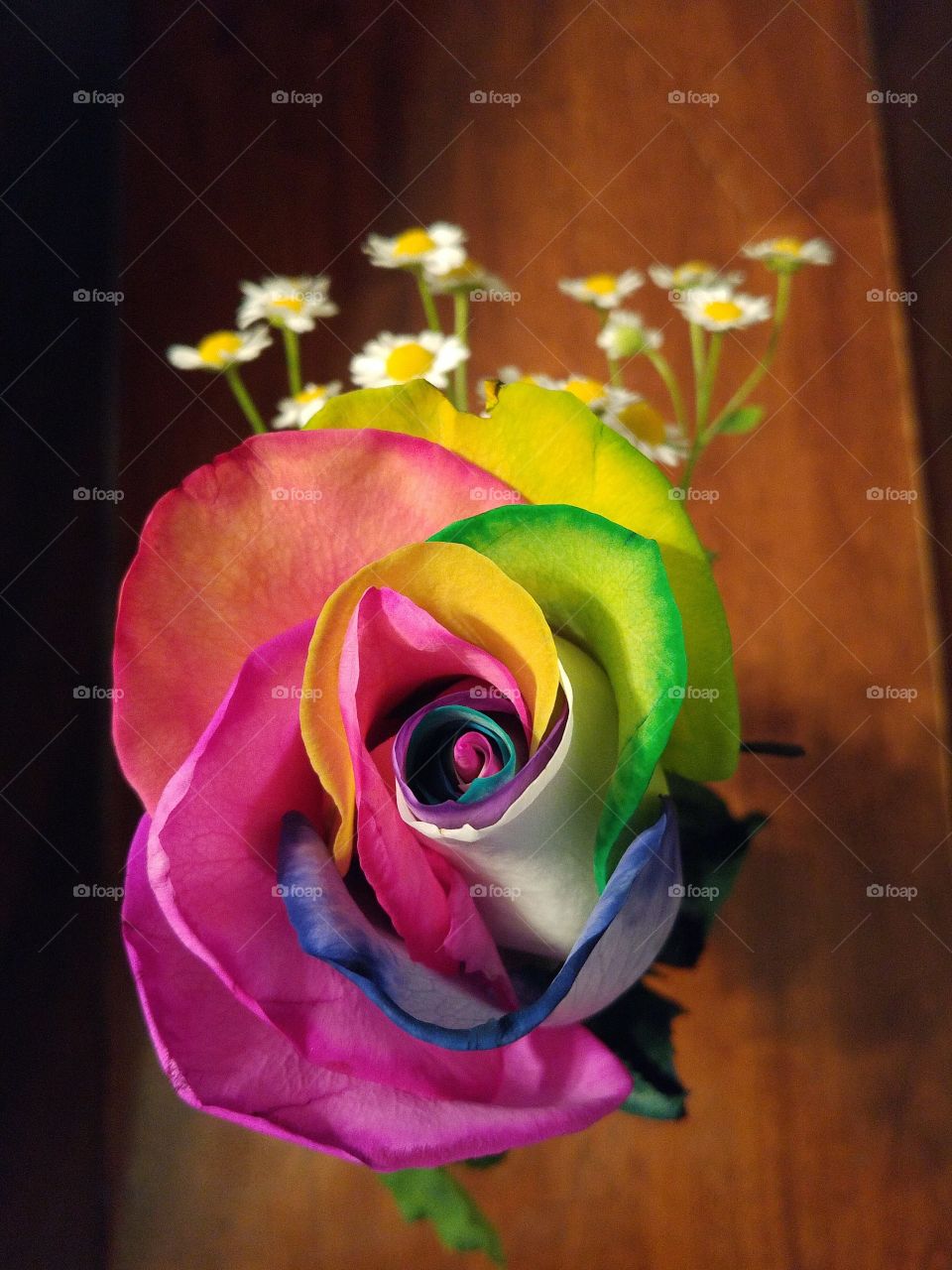 multicolored rose