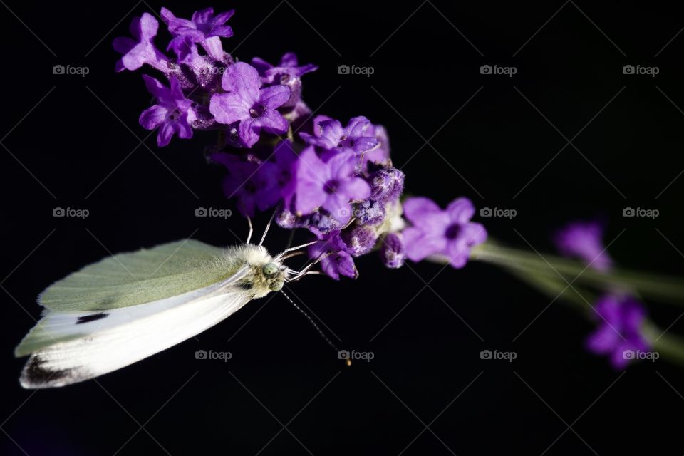 Butterfly On Flower