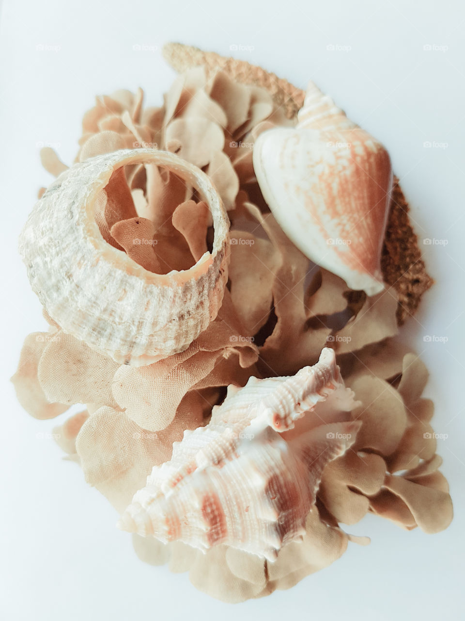 Beautiful close up of shells and seaweed on a white background.