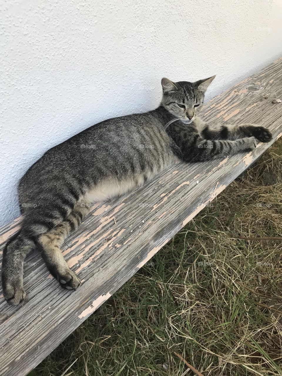 Relaxing Pregnant Gray Cat