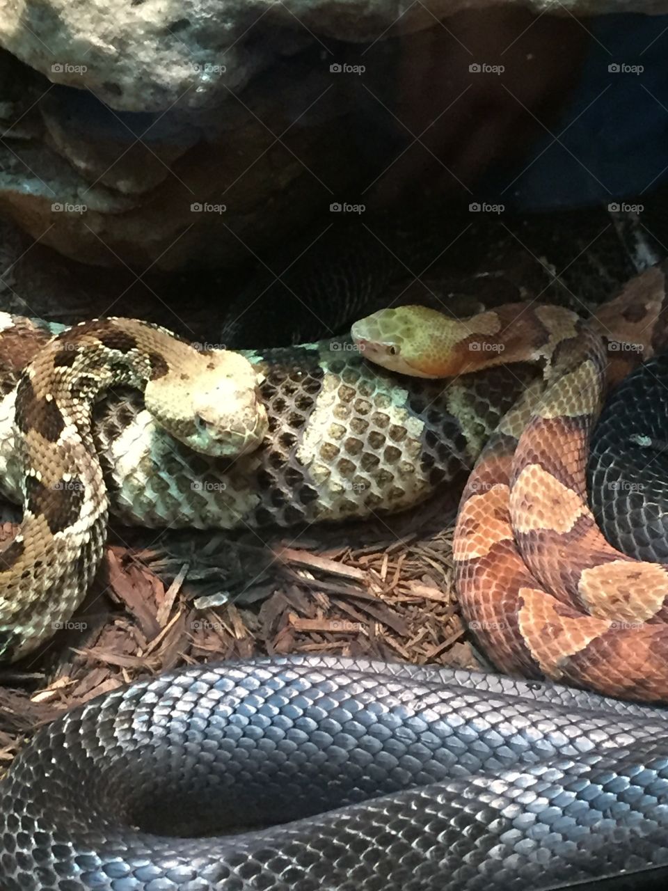 Rattlesnake vs Copperhead 