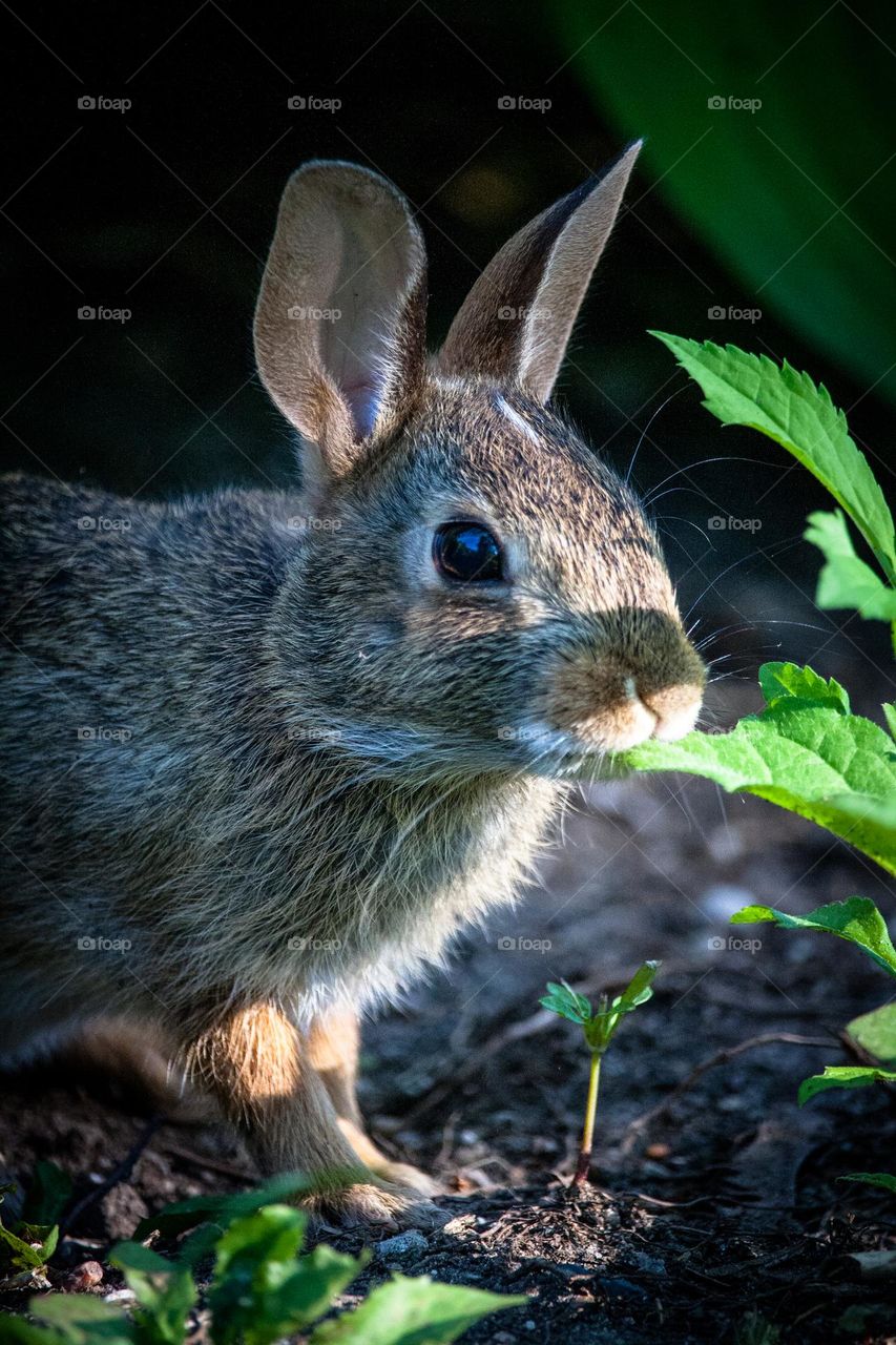 Bunny in light and shade