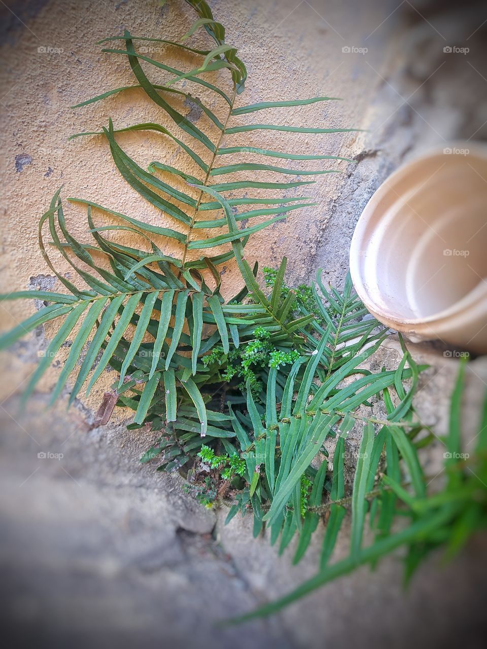 A chuva vem e traz vida as plantas no passeio das ruas