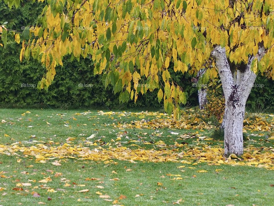 Autumn in the garden