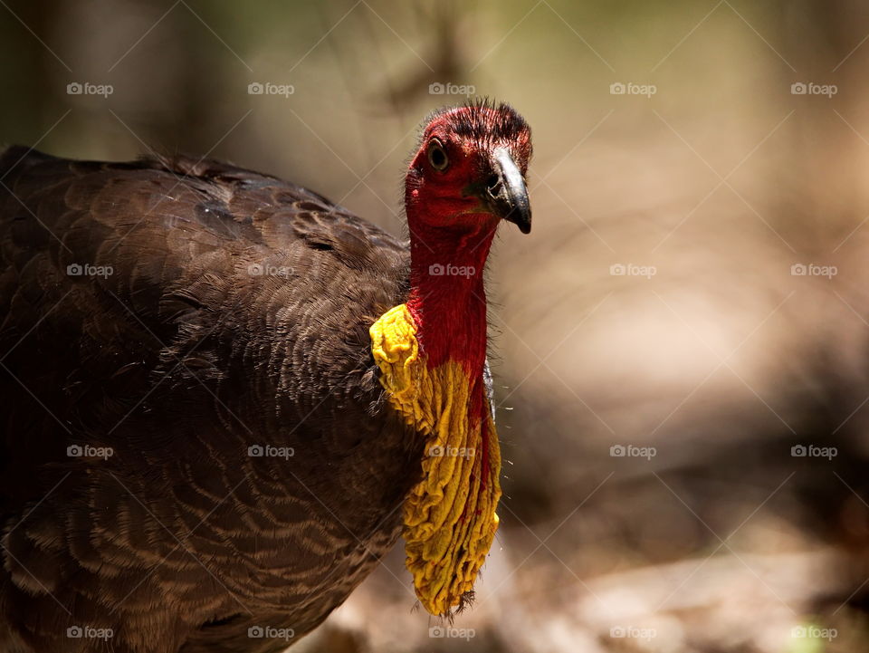 Australian brush-turkey