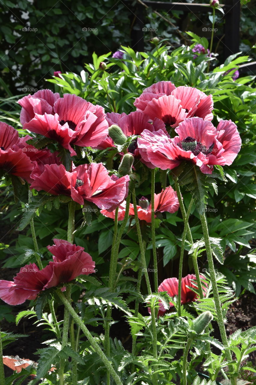 Poppy plants