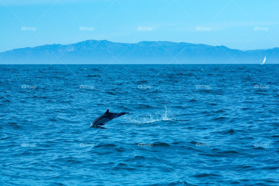 Pacific Dolphon