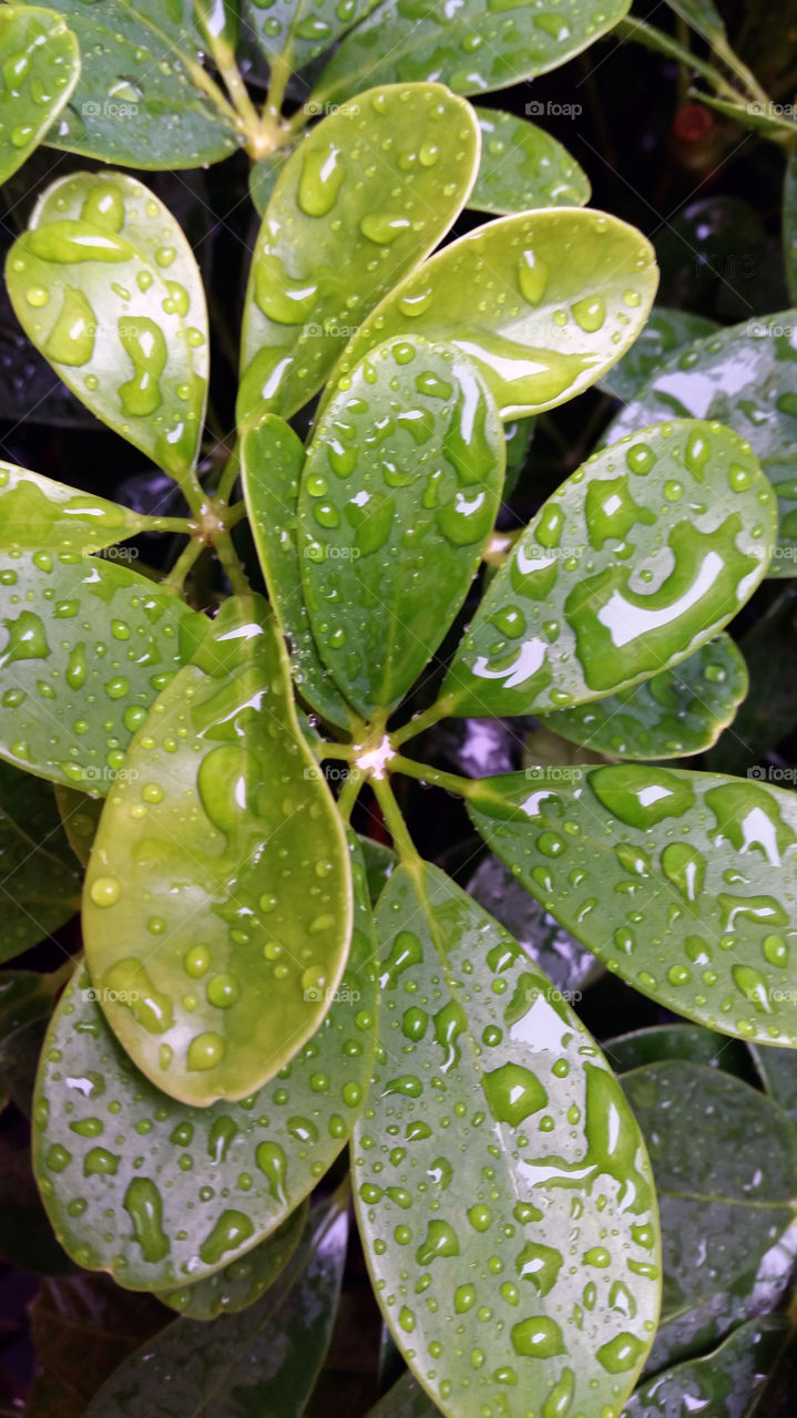 Leaves after the rain. This tree was outside the cafe I took refugee in during a downpour in Bangkok
