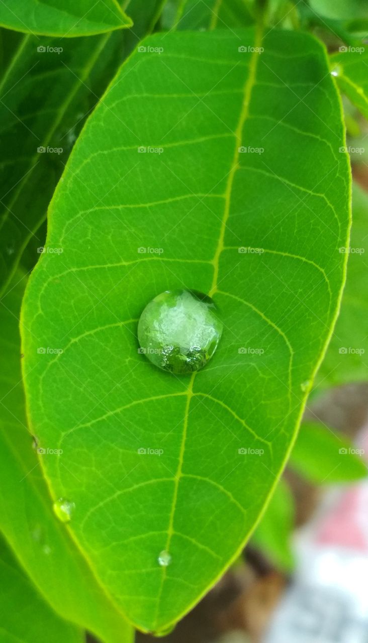 water drop on leaf