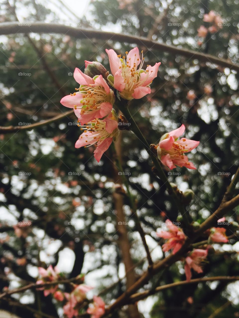 Peach blossom-spring has sprung