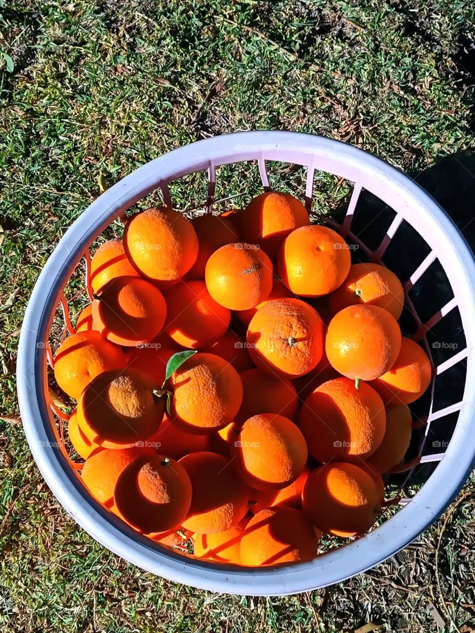 Geometry Series: Circle