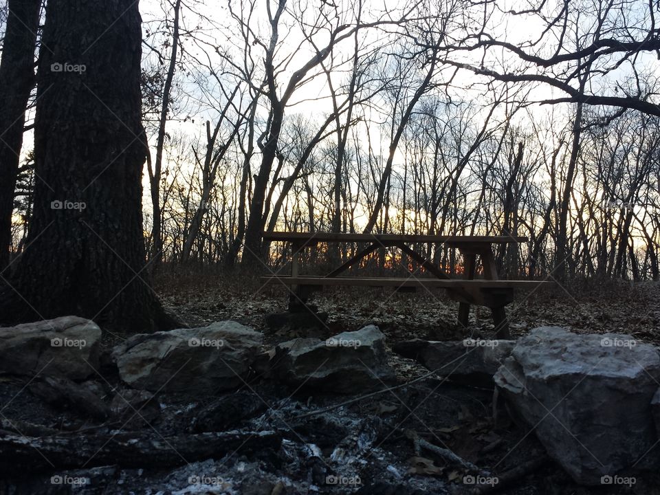 February Woodland Views