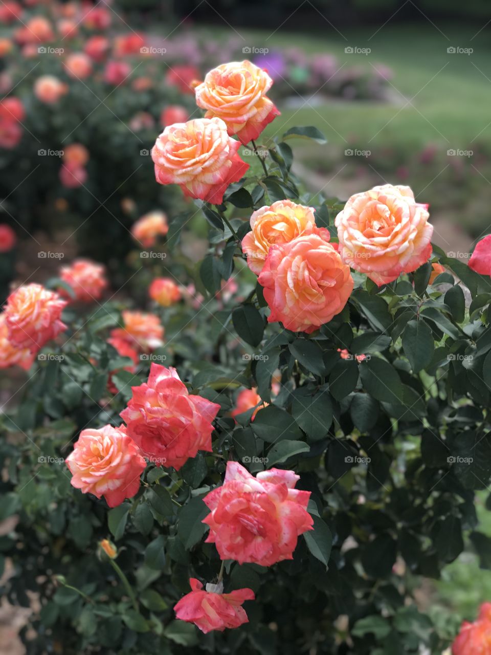 Close-up of fresh pink roses blooming in garden