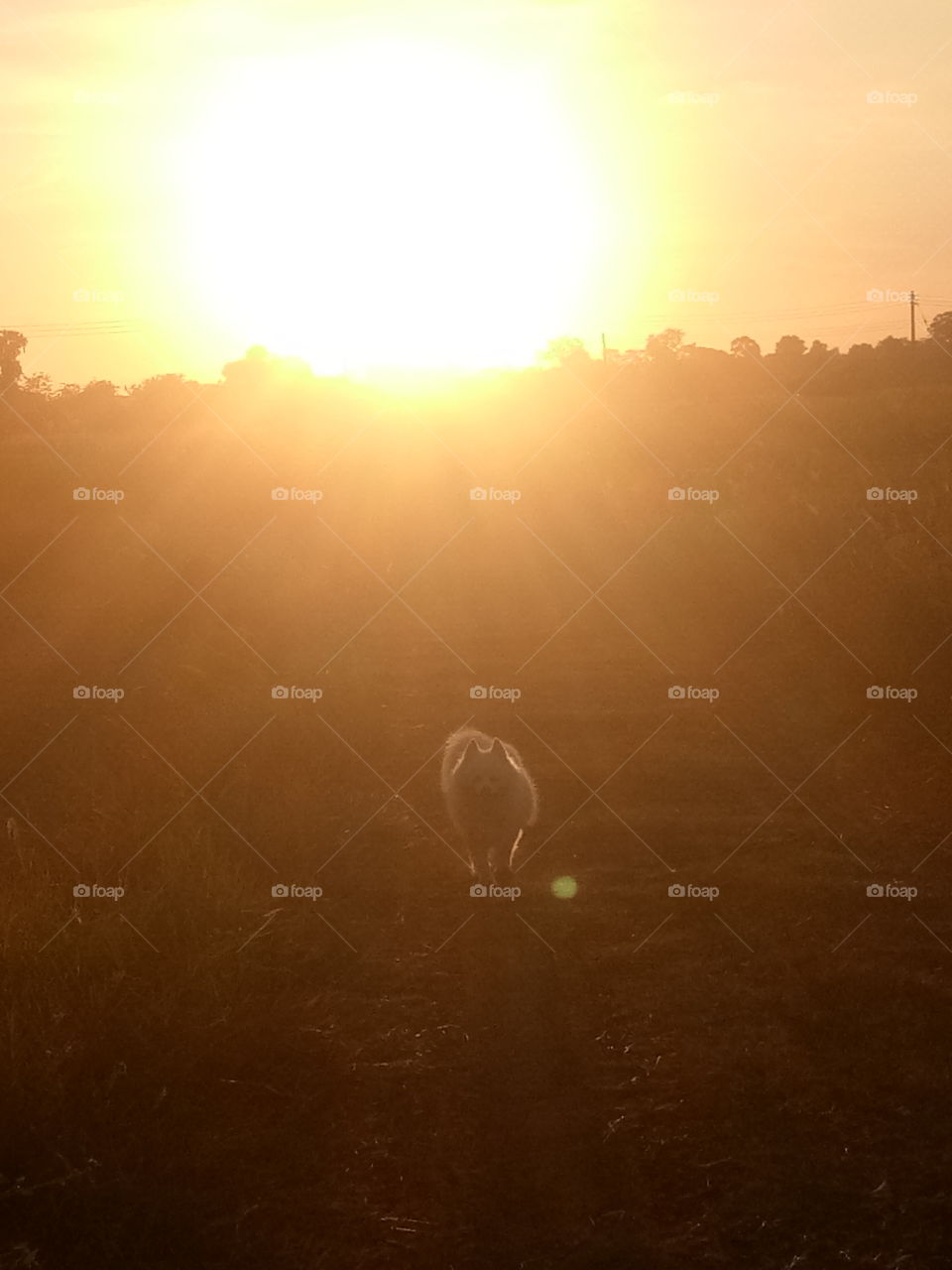White dog with sunset