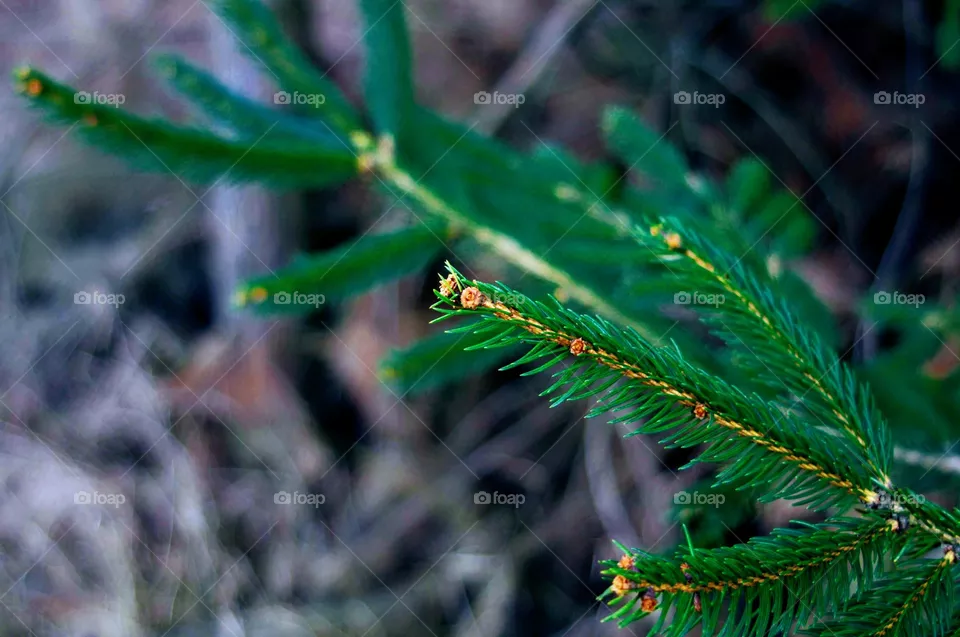 branches