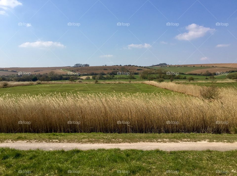 Reeds with rolling hills and blue sky 