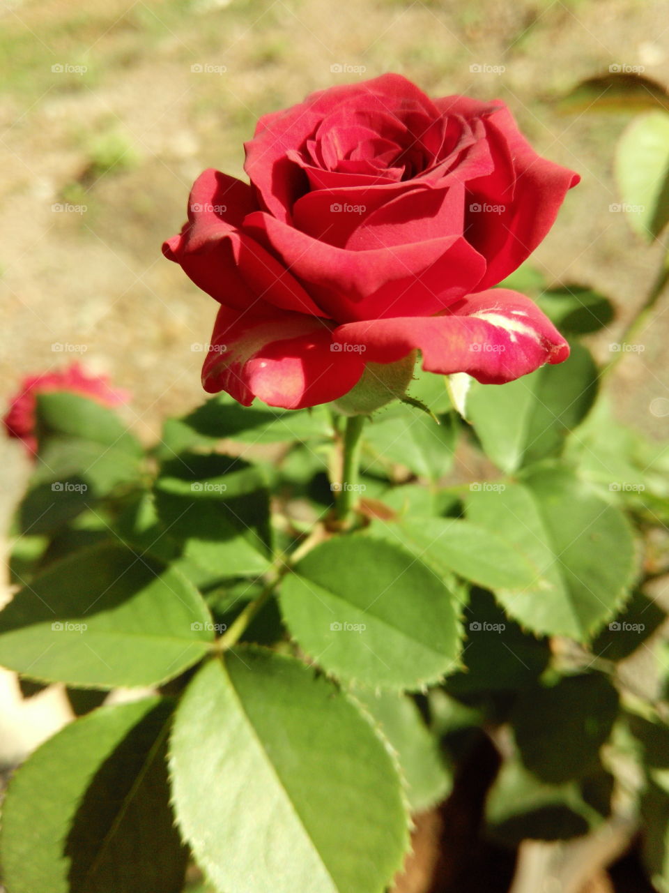 shining rose....
