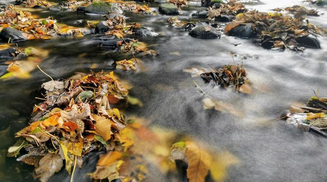 River flowing over rocks, moss and yellow/orange autumn leaves