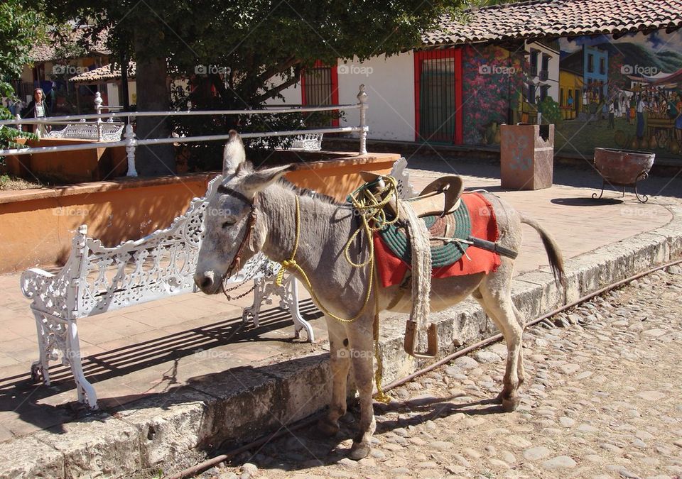 Mexican burro