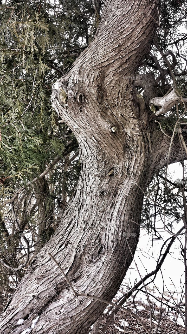 Curvaceous Tree Trunk