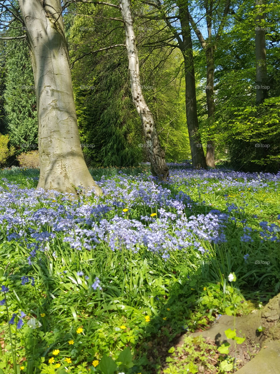 woodlands in blue