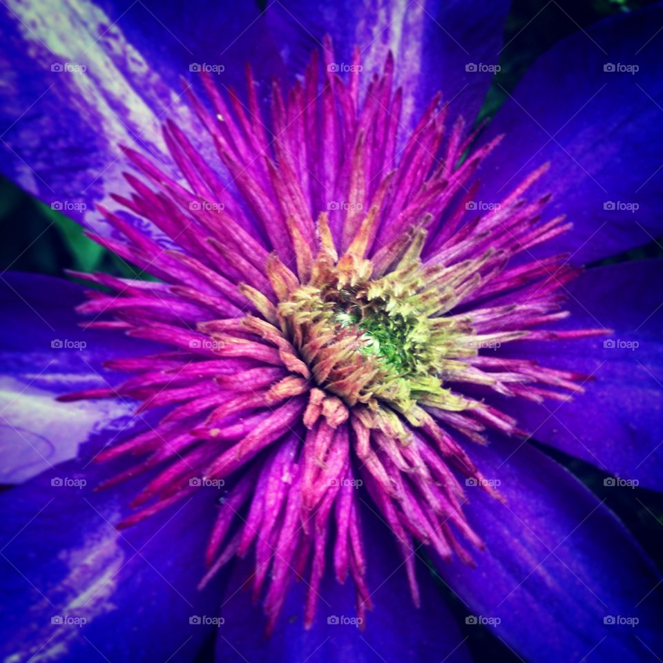 Blue. A splash of blue flowers in my garden.