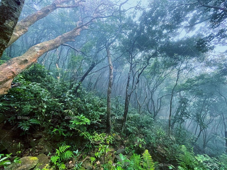 fog forest