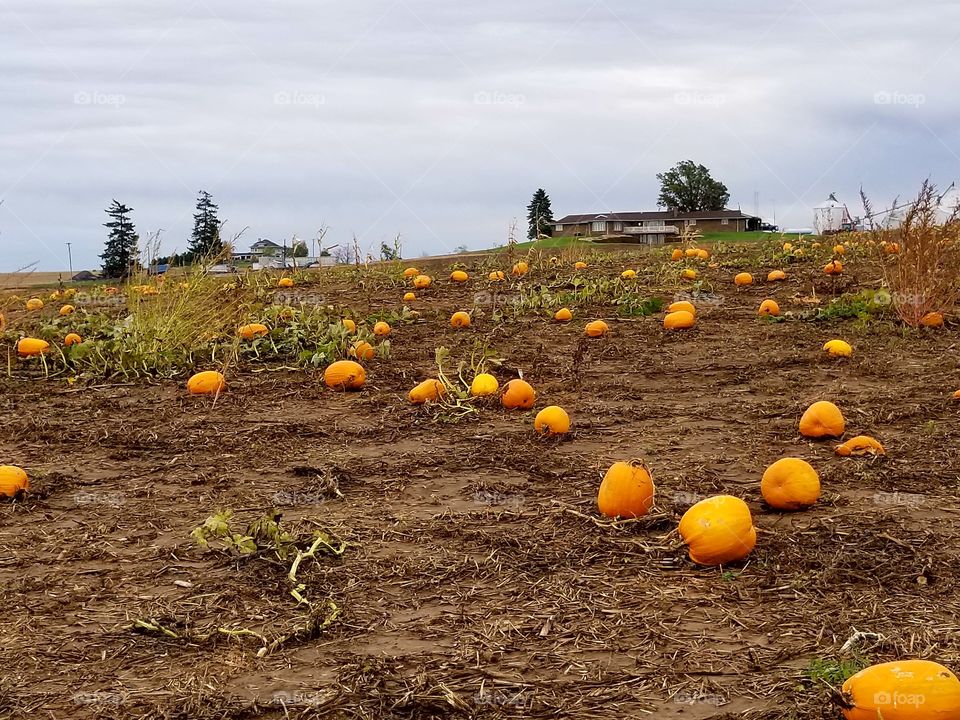 The remains of the pumpkin  patch after the first harvest
