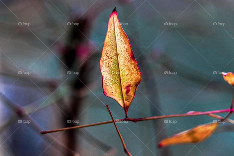 vibrant leaf in a tree
