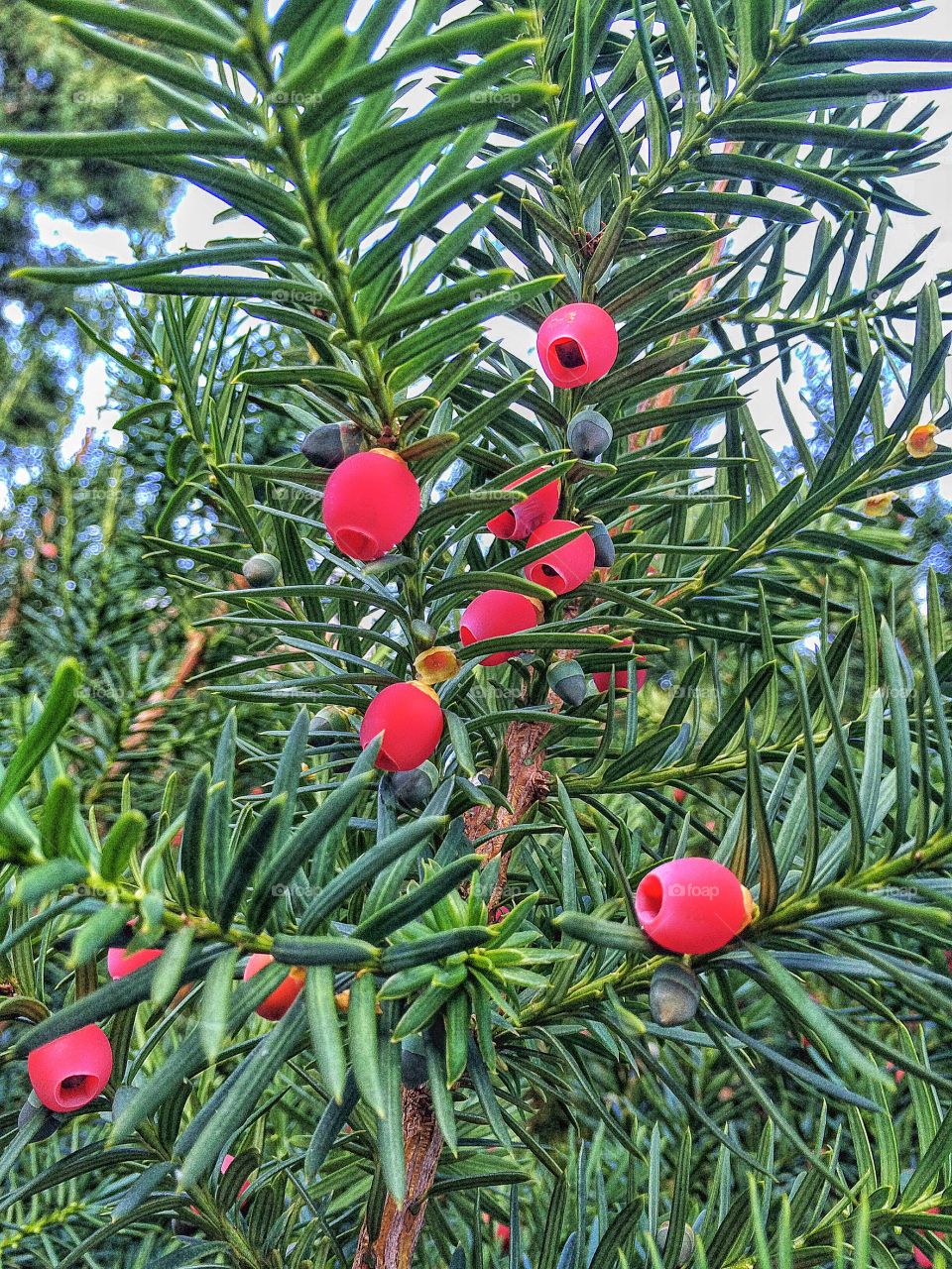 Close-up of plant