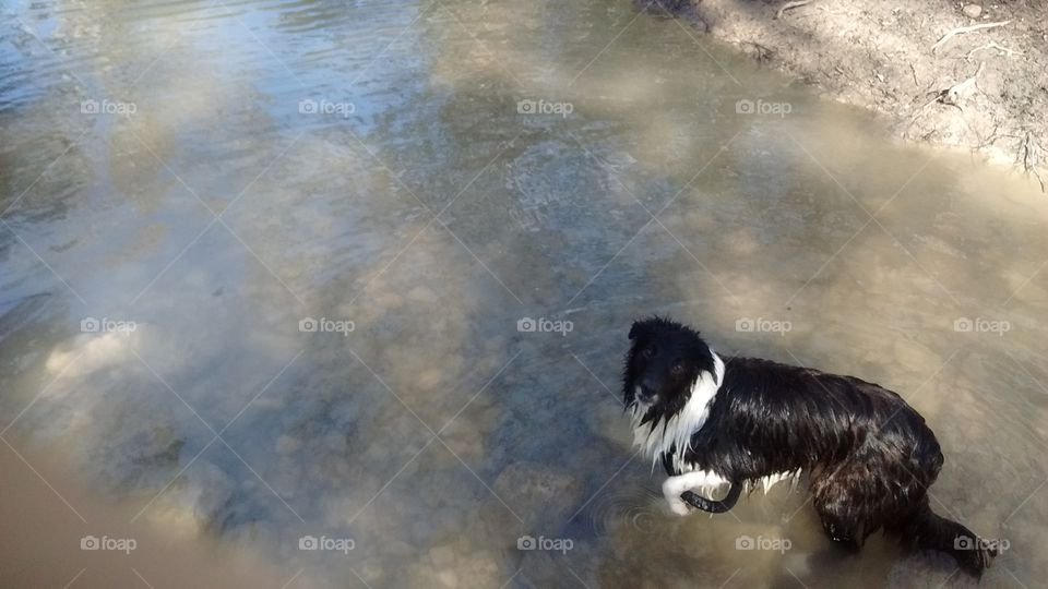 Border Collie at the Creek