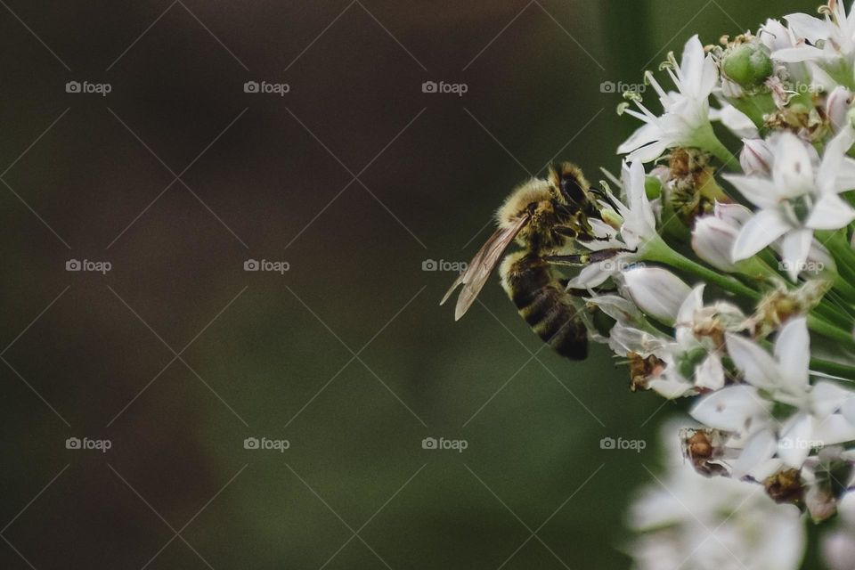 a bee at work